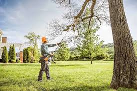 Best Tree and Shrub Care  in Rockledge, PA