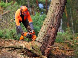 How Our Tree Care Process Works  in  Rockledge, PA