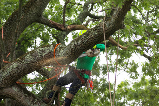 Best Hedge Trimming  in Rockledge, PA