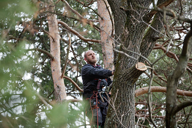 Professional Tree Care in Rockledge, PA